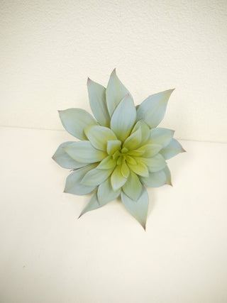 Butterfly Succulent Grey/Green