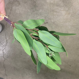 Eucalyptus Bundle 15" Green