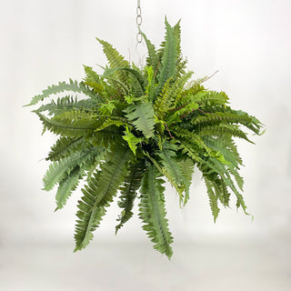 Fern Three Bush Hanging Basket