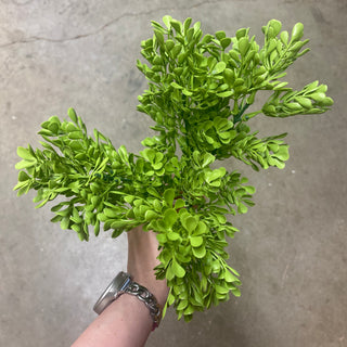 UV/FR Boxwood Bush 12.5"