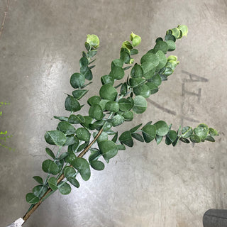 Eucalyptus Spray Dark Green 29"