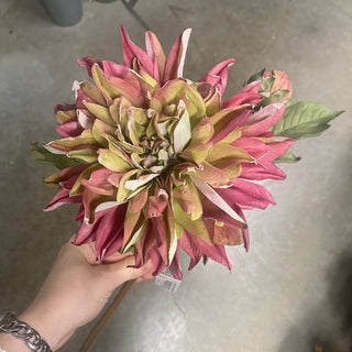 Dried Dahlia Bud Stem Yellow-Pink