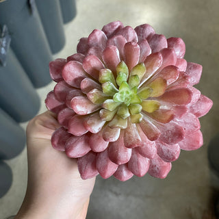 Lotus Succulent Pick Red-Green 6"