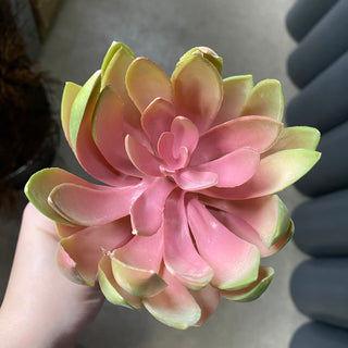 Echeveria 8.5'' Pink/Green