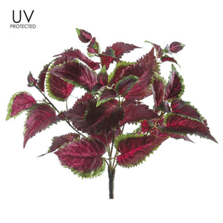 UV Coleus Bush Burgundy-Green 16"