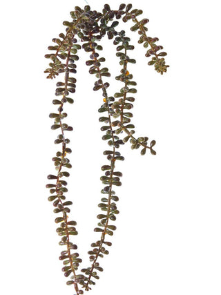 Sedum Hanging Stem Yellow-Brown 23"