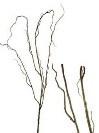 Curly Willow Branch Brown-Green 48"