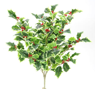 Holly Bush