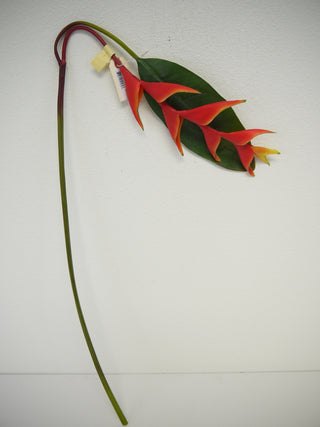 Heliconia Stem Orange 48"