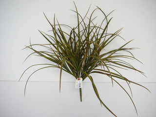 Grass Bush 20"