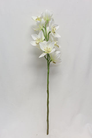 Cymbidium Stem Cream 30"