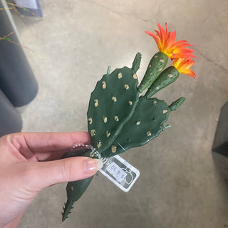 Prickly Pear Cactus 8" 2 Asst