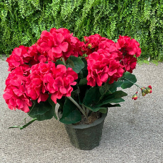Geranium Red Potted Plant