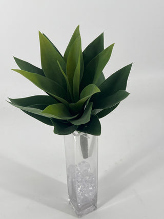Agave Plant Green