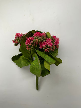 Kalanchoe Bush 9'' Pink