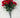 Carnation Bush Red 18”