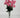 Mini Pompom Bush Pink 19”