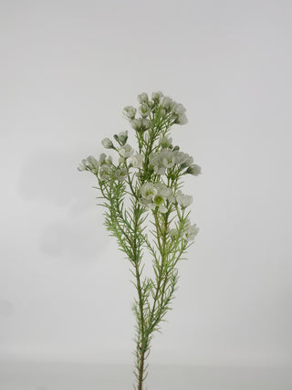 Wax Flower Spray White 32"