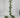Swan Fern Garland 6"