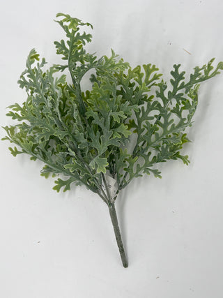 Frosted Dusty Miller Bush 10"
