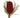 Red Banksia Flower Stem 12"