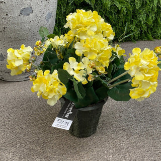 Geranium Yellow Potted Plant