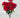 Carnation Bush Red 18”
