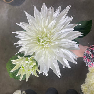 Dahlia Spray Cream 29"