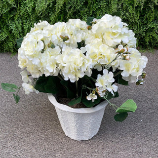 Geranium Cream Potted Plant