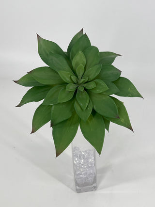 Butterfly Succulent Green