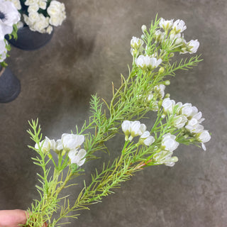 Wax Flower Spray White 32"