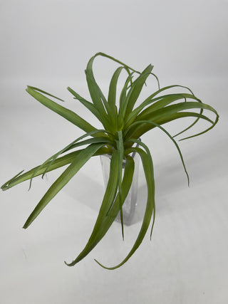 Air Grass Plant Green