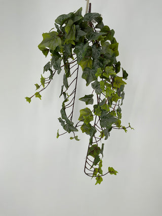 Ivy Hanging Bush Frost Green 28"
