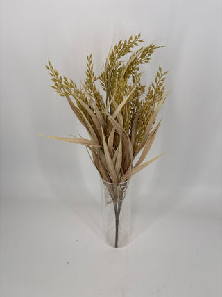 Dracena Marjinata Bush Tan x7 21"