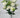 Carnation Bush Cream 18”