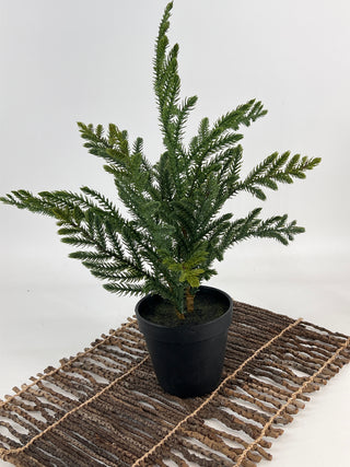 Araucaria Pine Tree in Pot Green 16"
