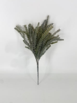 Bipinnate Bush x7 Frost Green 17"