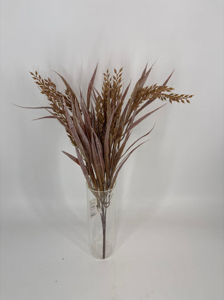 Dracena Marjinata Bush Brown x7 21"