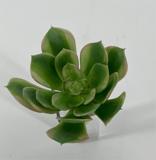 Succulent Saucer Green-Pink Pick