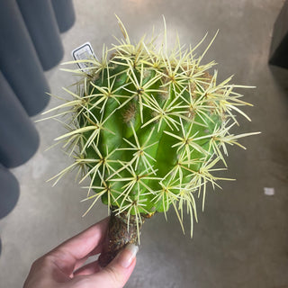 Cactus Pick 8.5"