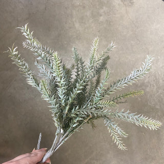 Bipinnate Bush x7 Frost Green 17"