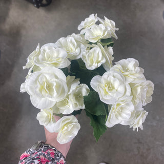 Begonia Bush White 10"