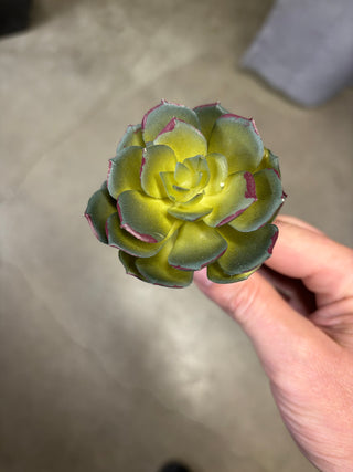 Succulent Pick Green-Burgundy 5''