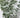 Snow Eucalyptus Bush x7 Green 21"