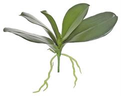 Phalaenopsis Leaves (x5) 10.5"