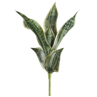 Sanseveria Plant Grey/Green 16"