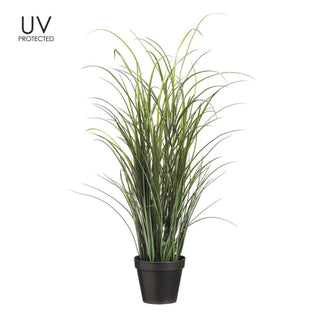 Tall Grass 36" UV