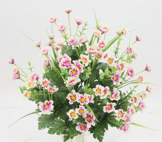 Daisy Bush Orchid