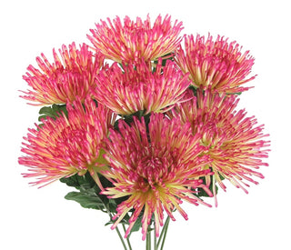 Mum Bush Magenta