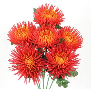 Mum Bush Red